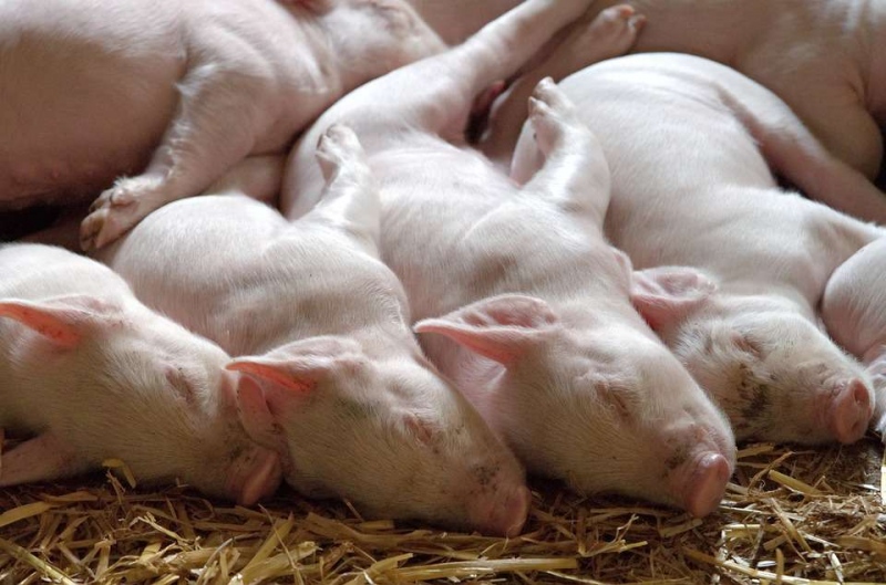 沈阳疑现非洲猪瘟目前已处理了数百头猪情况并不严重