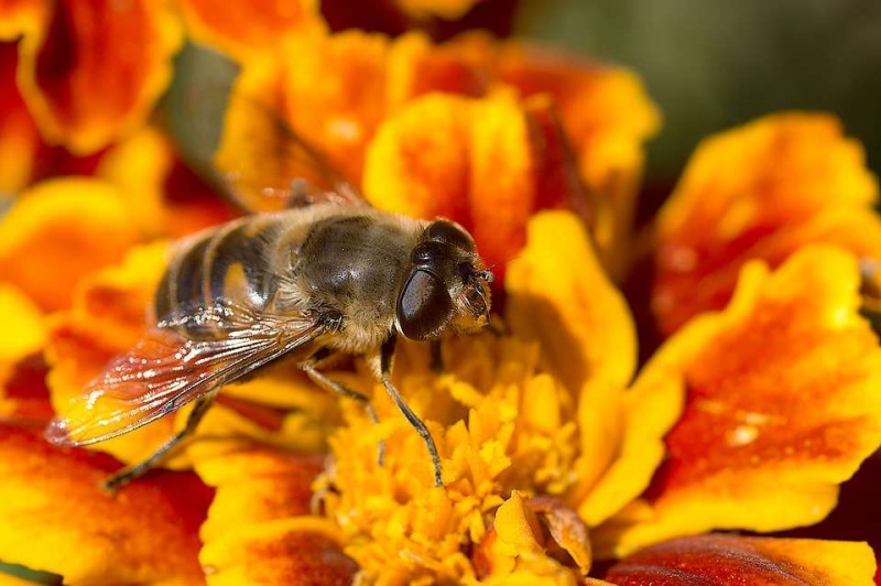 萎缩性胃炎吃蜂胶好吗蜂胶有哪些好处